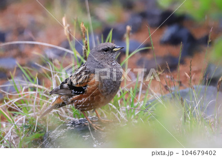 イワヒバリ 104679402