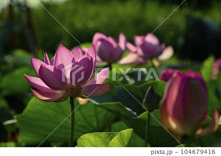上尾市原市沼の古代ハスの花 104679416