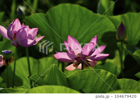 上尾市原市沼の古代ハスの花 104679420