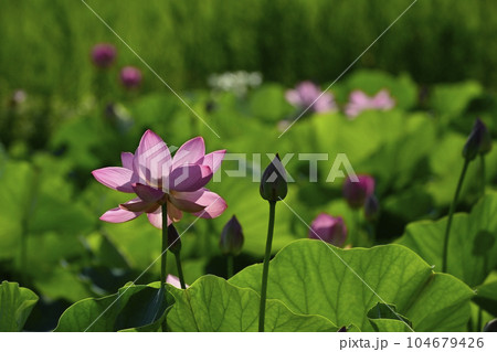 上尾市原市沼の古代ハスの花 104679426