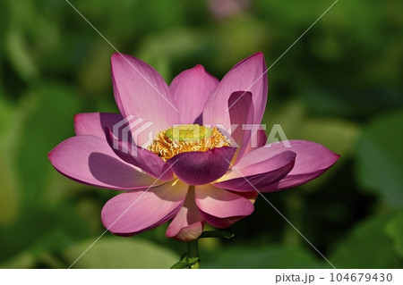 上尾市原市沼の古代ハスの花 上尾市原市沼の古代ハスの花 104679430