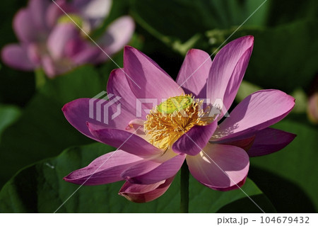 上尾市原市沼の古代ハスの花 104679432