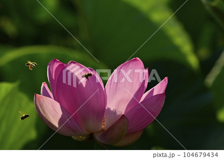 上尾市原市沼の古代ハスの花にミツバチ 104679434