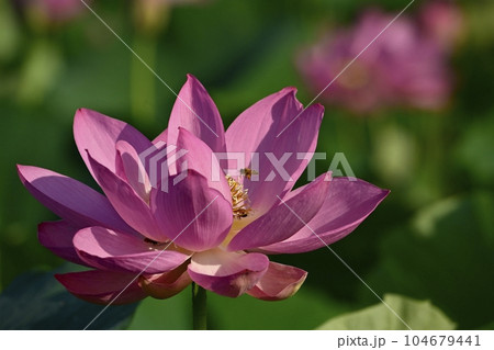上尾市原市沼の古代ハスの花にミツバチ 104679441