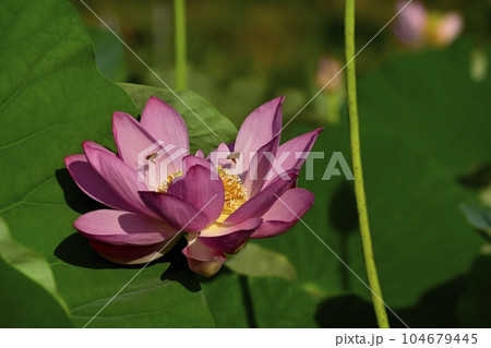 上尾市原市沼の古代ハスの花にミツバチ 104679445