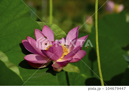 上尾市原市沼の古代ハスの花にミツバチ 104679447