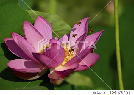 上尾市原市沼の古代ハスの花にミツバチ 104679451
