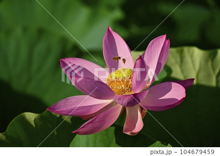 上尾市原市沼の古代ハスの花にミツバチ 104679459