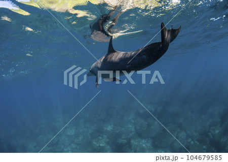 海中を泳ぐ野生イルカ 海中を泳ぐ野生イルカ 104679585