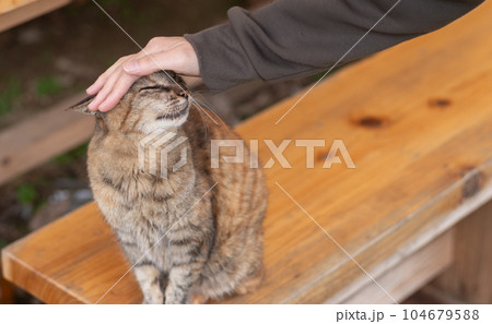 猫を撫でる 猫を撫でる 104679588