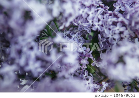Background with lilac flowers close-up. Macro shooting. 104679653