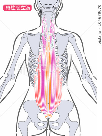 女性の脊柱起立筋 104679670
