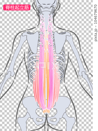 女性の脊柱起立筋 104679670