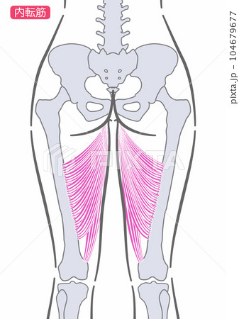 女性の大内転筋　後面 104679677