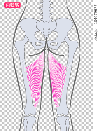 女性の大内転筋　後面 104679677