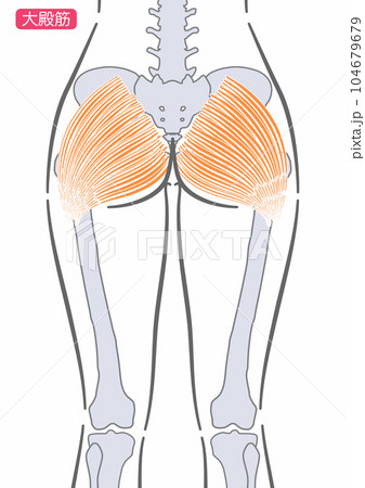 女性の大殿筋 女性の大殿筋 104679679