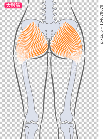 女性の大殿筋 女性の大殿筋 104679679
