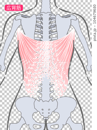 女性背闊肌 104679680