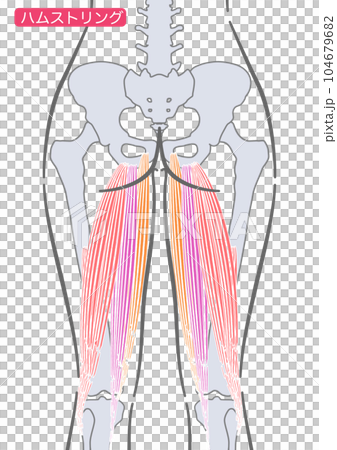 women's hamstrings - Stock Illustration [104679682] - PIXTA