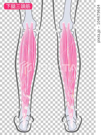 女性の下腿三頭筋 女性の下腿三頭筋 104679684