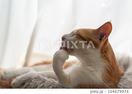 くつろぐ猫　茶トラ白 104679978