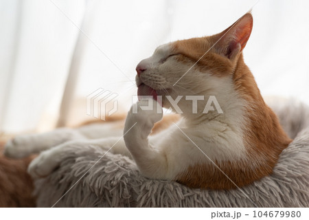 くつろぐ猫 茶トラ白 くつろぐ猫 茶トラ白 104679980