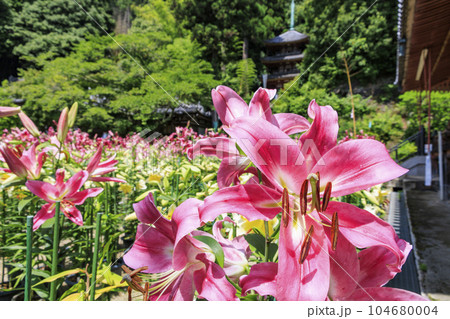 松尾寺　満開のカサブランカ 104680004