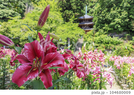 松尾寺　満開のカサブランカ 104680009