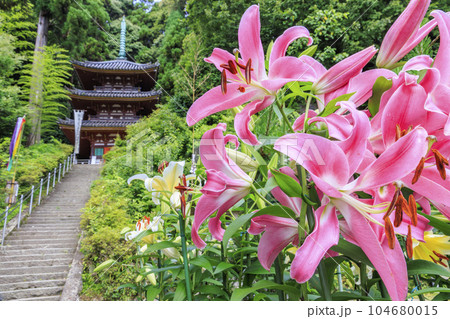 松尾寺 満開のカサブランカ 松尾寺 満開のカサブランカ 104680015