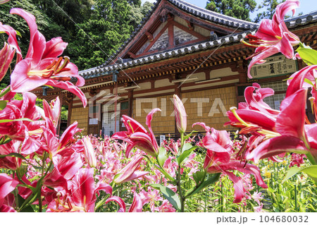 松尾寺 満開のカサブランカ 松尾寺 満開のカサブランカ 104680032