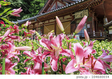 松尾寺 満開のカサブランカ 松尾寺 満開のカサブランカ 104680034