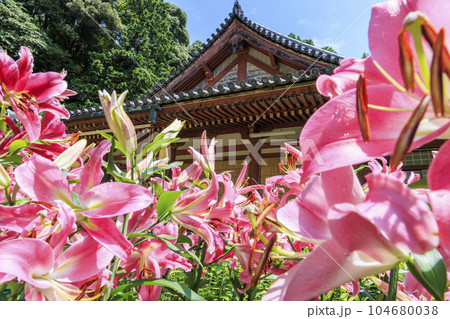 松尾寺　満開のカサブランカ 104680038