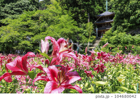 松尾寺 満開のカサブランカ 松尾寺 満開のカサブランカ 104680042