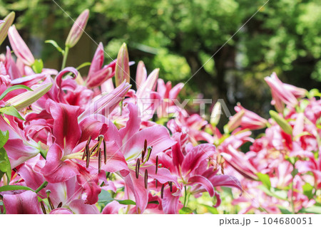 松尾寺 満開のカサブランカ 松尾寺 満開のカサブランカ 104680051