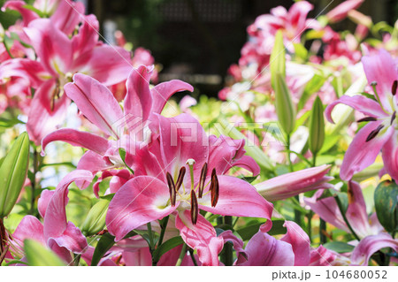松尾寺　満開のカサブランカ 104680052