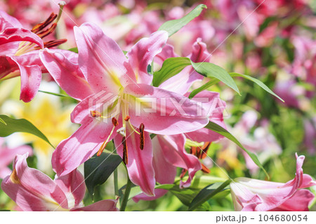 松尾寺　満開のカサブランカ 104680054