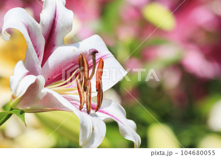 松尾寺 満開のカサブランカ 松尾寺 満開のカサブランカ 104680055