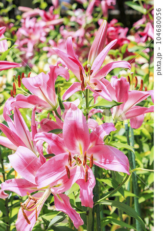 松尾寺　満開のカサブランカ 104680056