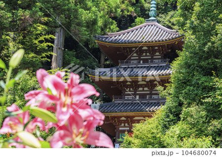 松尾寺 満開のカサブランカ 松尾寺 満開のカサブランカ 104680074