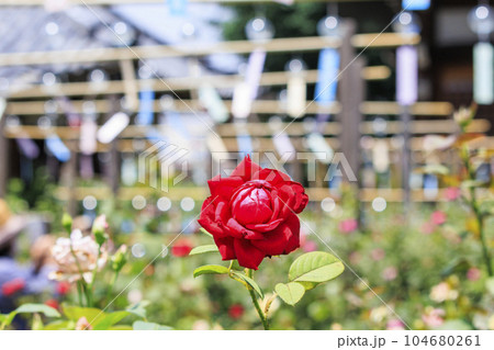 奈良　おふさ観音　風鈴まつり 104680261