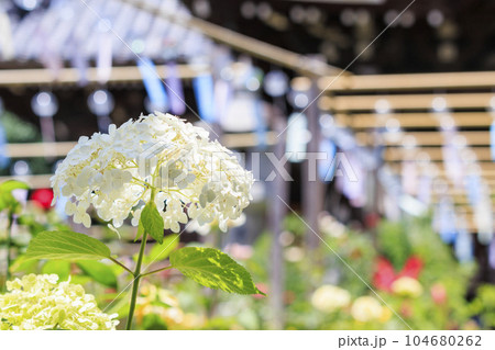 奈良　おふさ観音　風鈴まつり 104680262