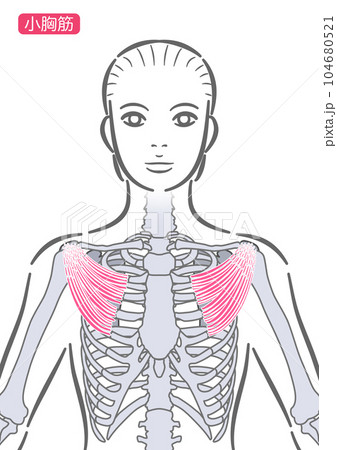 女性の小胸筋 女性の小胸筋 104680521