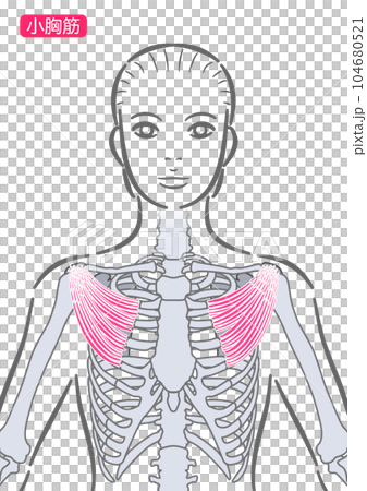 女性の小胸筋 女性の小胸筋 104680521