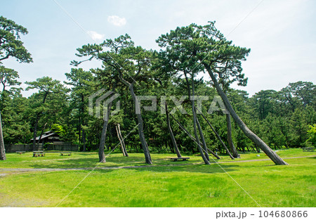 沼津御用邸記念公園|美しい姿の松林を心静かに鑑賞できます 沼津御用邸記念公園|美しい姿の松林を心静かに鑑賞できます 104680866