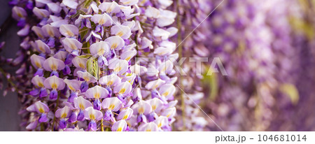 Blooming Wisteria Sinensis with scented classic purple flowersin full bloom in hanging racemes closeup. Garden with wisteria in spring Blooming Wisteria Sinensis with scented classic purple flowersin full bloom in hanging racemes closeup. Garden with wisteria in spring 104681014