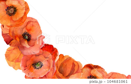 Watercolor square frame composition with hand drawn summer bright red poppy flowers. Isolated on white background. Design for invitations, wedding, love or greeting cards, paper, print, textile 104681061