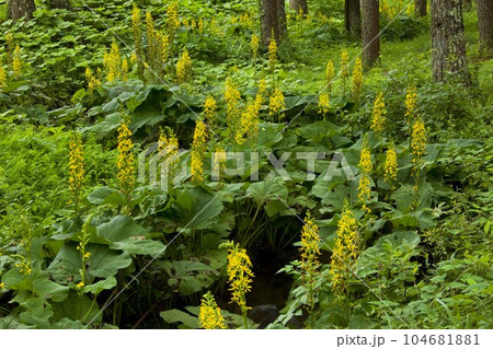 オタカラコウ　蓼科高原にて 104681881
