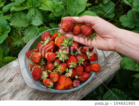 A woman collects strawberries from a strawberry bed in a glass plate. 104681905