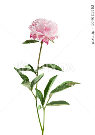 Pink peony flower isolated on white background 104681962