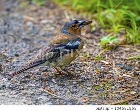 Common chaffinch sitting on a ground with a large seed into its mouth. Close-up Common chaffinch sitting on a ground with a large seed into its mouth. Close-up 104681968
